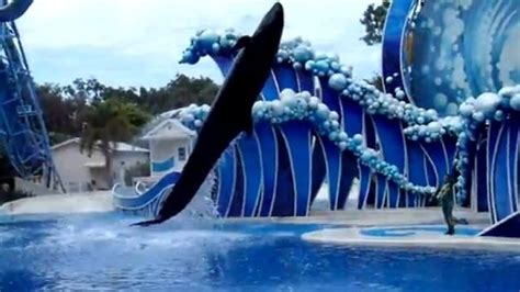 False killer whale dies at SeaWorld Orlando