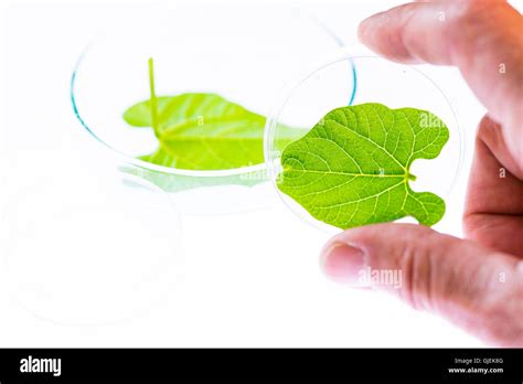 Photosynthesis experiment hi-res stock photography and images - Alamy