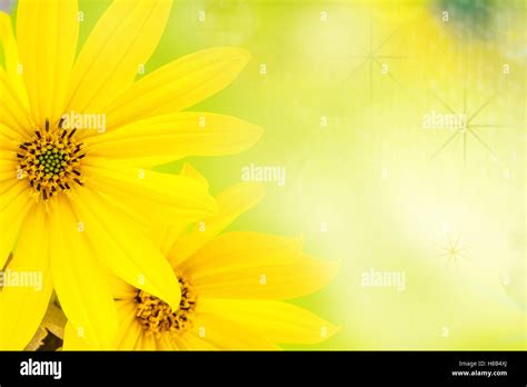 Details 300 yellow background with flowers - Abzlocal.mx