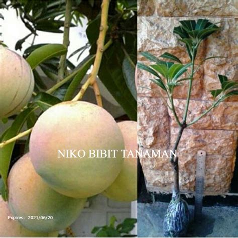 Jual BIBIT MANGGA APEL OKULASI CEPAT BERBUAH COCOK DI TARUH POT