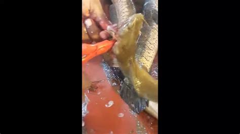 Amazing Magur Fish Cutting Live In Fish Market Catfish Cutting