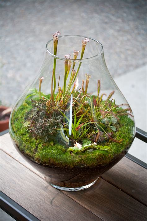 Créer un terrarium plante 20 idées pour réussir lart végétal en