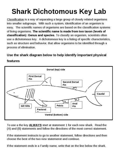 shark dichotomous key lab aquatic animals sharks