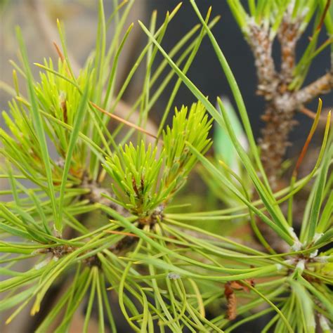 Pinus Nigra Ssp Nigra Pin Noir D Autriche Arboreus