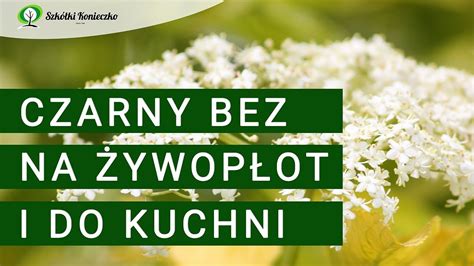 Czarny bez Sambucus nigra krzew idealny na żywopłot YouTube