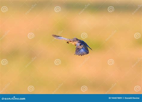 Supper Time stock image. Image of wild, states, bluebirds - 94407889