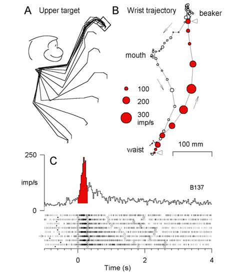 Rubrospinal Tract Kines Introductory Neuroscience