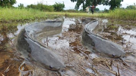 Best Hand Fishing A Fisherman Skill Catch A Lots Of Fish In The Field