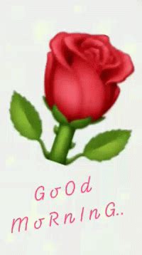 Good Morning Rose GIF - Good Morning Rose Red - Discover & Share GIFs