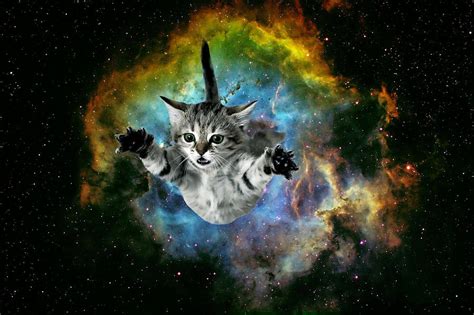 Galaxy Cat Universe Kitten Launch Digital Art By Johnnie Art Pixels