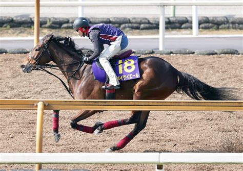 【高松宮記念】メイケイエール、1週前から一転折り合いついた動き 武英智調教師「負けるつもりない」 Umatoku 馬トク