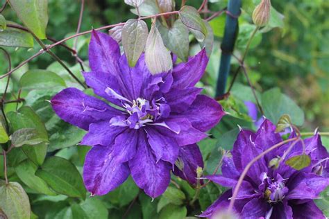 fall blooming clematis varieties gardeners path