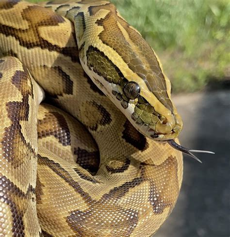 Best Rock Python Posts - Reddit