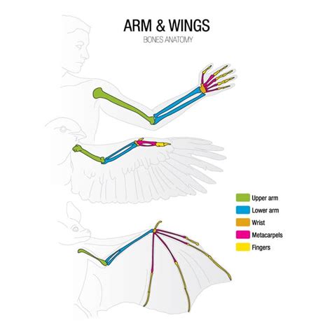 Bird Anatomy: Including Feet, Skeleton & Wings | Earth Life