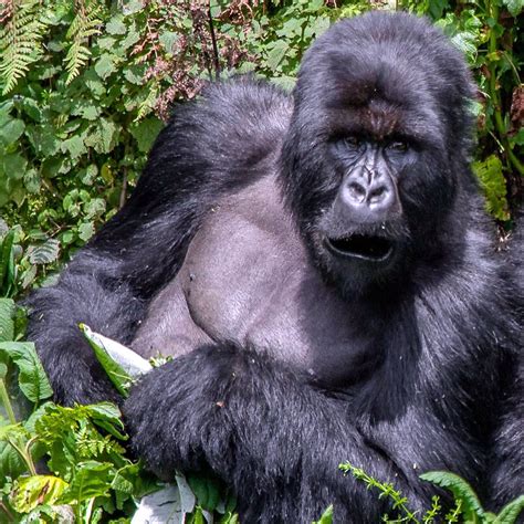 Uganda Gorilla Trekking Safari Uganda Tour Package