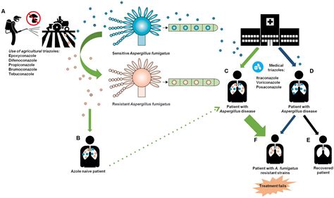 Frontiers Azole Resistance In Aspergillus Fumigatus A Consequence Of