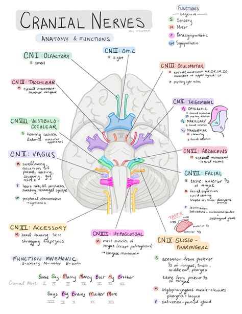 12 Pairs Of Cranial Nerves What Are They And What Are Their Functions ...