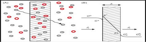 Mass Transfer Mechanisms And Transport Resistances In Membrane