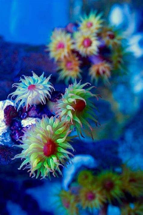 Coral Flowers in a Saltwater Aquarium