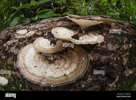 A Large Turkey Tail Mushroom Genus Trametes Growing On A Rotting Log