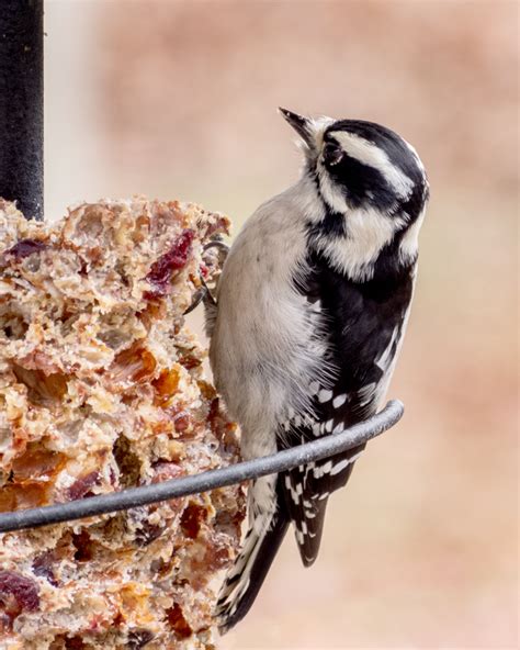 Downy Woodpecker - FeederWatch