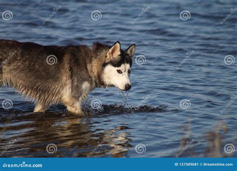 Gray Dog Breed Siberian Husky Drinking Water In The Lake Stock Image