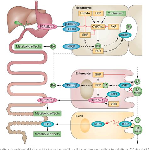 [PDF] Gut microbiota and nuclear receptors in bile acid and lipid metabolism | Semantic Scholar