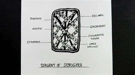 Spirogyra Diagram || Well Labelled Diagram of Spirogyra || How To Draw ...