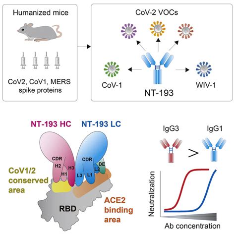 A SARS CoV 2 Antibody Broadly Neutralizes SARS Related Coronaviruses