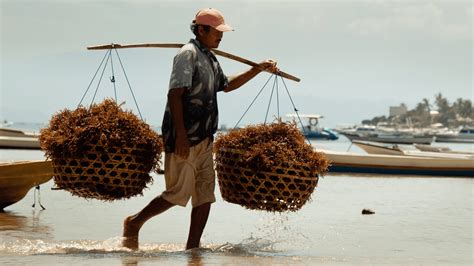 Seaweed cultivation revived in Bali