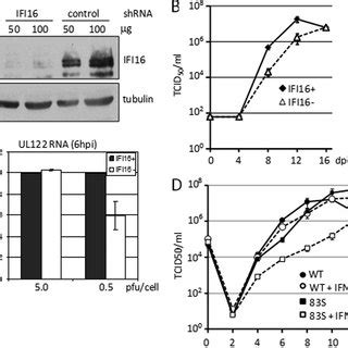 Ifi Is Required For Efficient Hcmv Replication A Knockdown Of