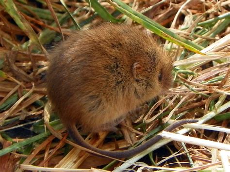 Tipos De Ratos Do Mato Esp Cies Nome E Fotos Mundo Ecologia