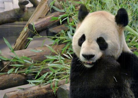 panda cost howmuchisitorg