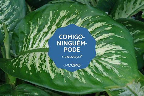Comigo Ninguem Pode Sintomas - Comigo-ninguém-pode é venenosa para pessoas e animais?