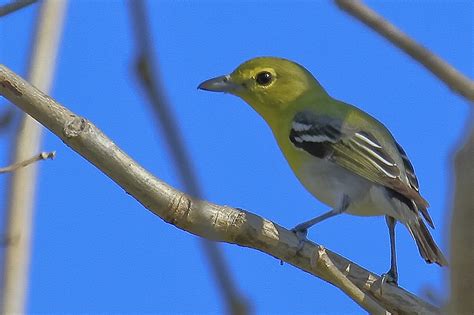 Yellow-throated Vireo