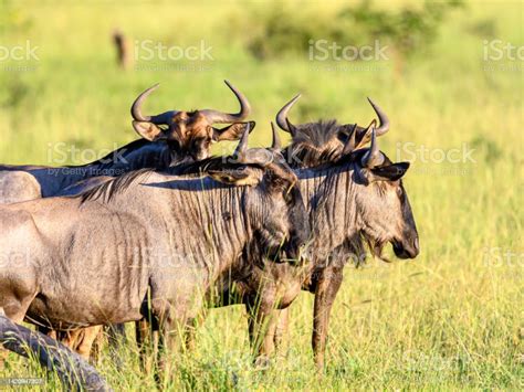 Blue Wildebeest Herd Out In The Wild Stock Photo - Download Image Now - Africa, Animal, Animal ...