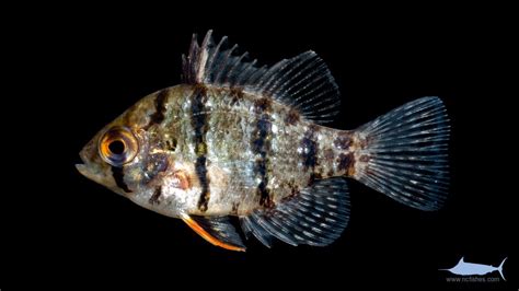 Black Banded Sunfish