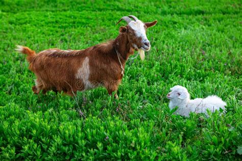 Goat with baby stock photo. Image of meadow, grass, country - 218266752