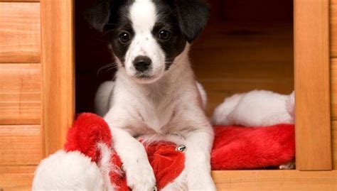 Cosa Regalare Al Cane A Natale StraNotizie It