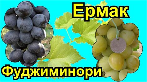 Виноград Фуджиминори, Ермак - YouTube