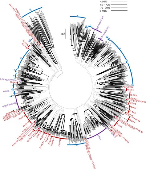 Phylogenomic Analysis Of Udpdependent Glycosyltransferases Provides