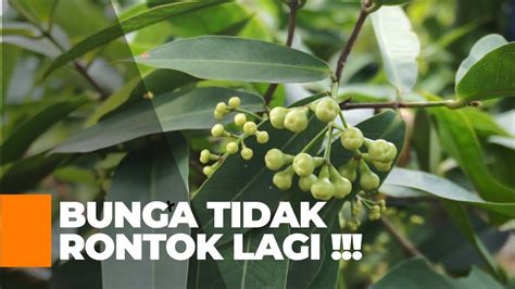 Cara Budidaya Jambu Madu Deli Treatment Anti Rontok Bunga Jambu Madu