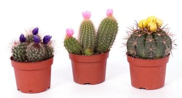 Kakteen Cactus Ø10 5 Kaktus kaufen bei Do it Garden Migros