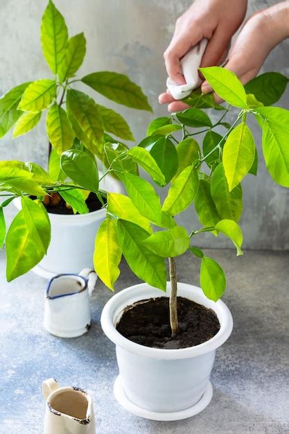 Limpe As Folhas Da Planta Um Pano Mido Cuide Das Plantas