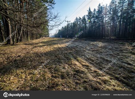 Wet Empty Forest Early Spring Trees Leaves Naked Nature Scene Stock Photo By Martinsvanags