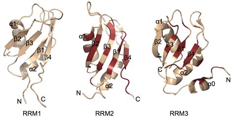 IJMS Free Full Text RNA Recognition And Stress Granule Formation By