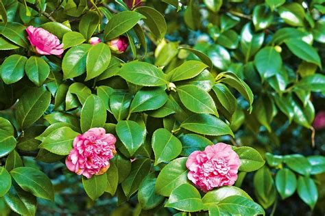 Unique Camellia Reticulata Flower Bonsai seeds 5 seeds - Other Seeds ...