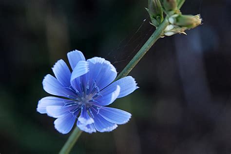 Flora and Fauna of Kyrgyzstan