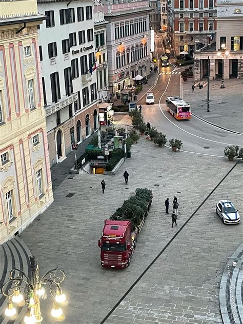 Genova Arrivato Dalla Lombardia In Piazza De Ferrari Il Grande Albero