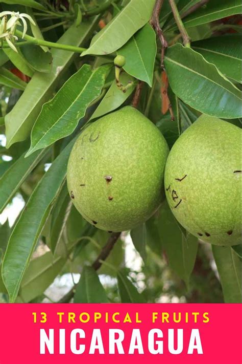 Exotic Fruit Tropical Fruits Central American Food Brazilian Fruit